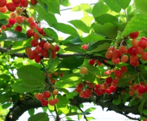 まるよし果樹園